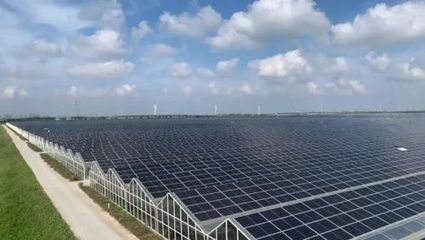 崇明光伏蟹 綠色生態(tài)與央視光環(huán)下的餐桌新寵